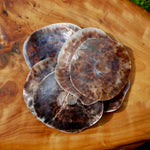 Placuna Cella Shells Raw Capiz Saddle Oyster Seashell