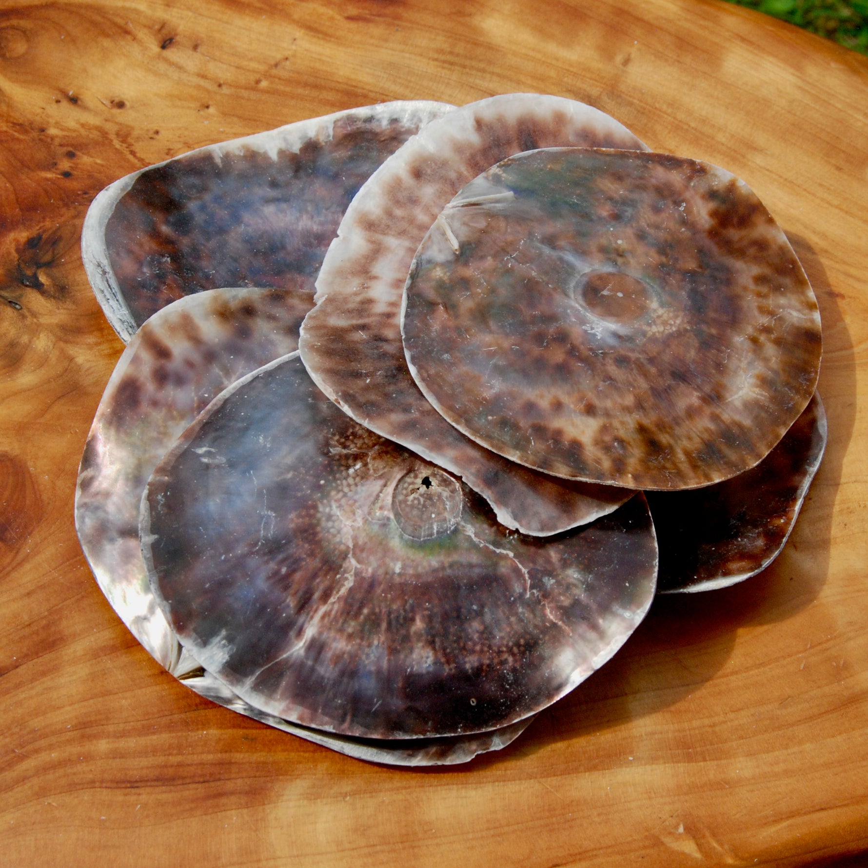 Placuna Cella Shells Raw Capiz Saddle Oyster Seashell