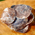 Placuna Cella Shells Raw Capiz Saddle Oyster Seashell