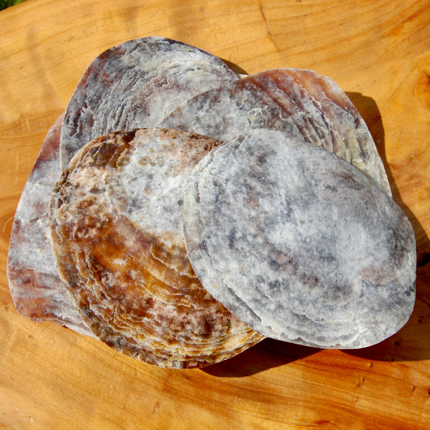 Placuna Cella Shells Raw Capiz Saddle Oyster Seashell
