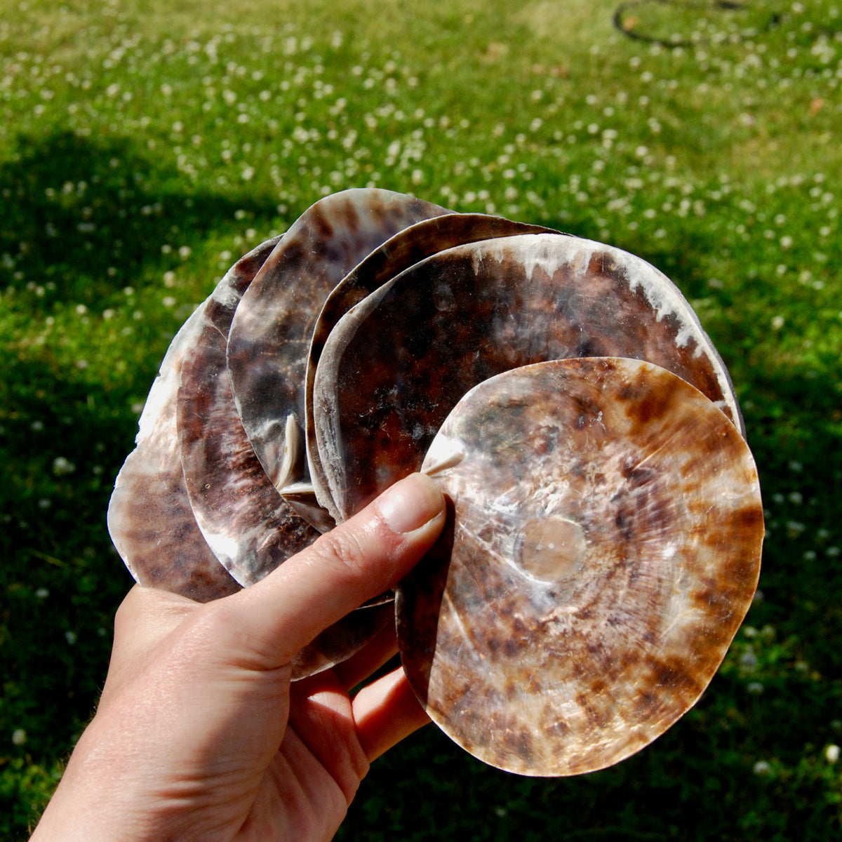 Placuna Cella Shells Raw Capiz Saddle Oyster Seashell