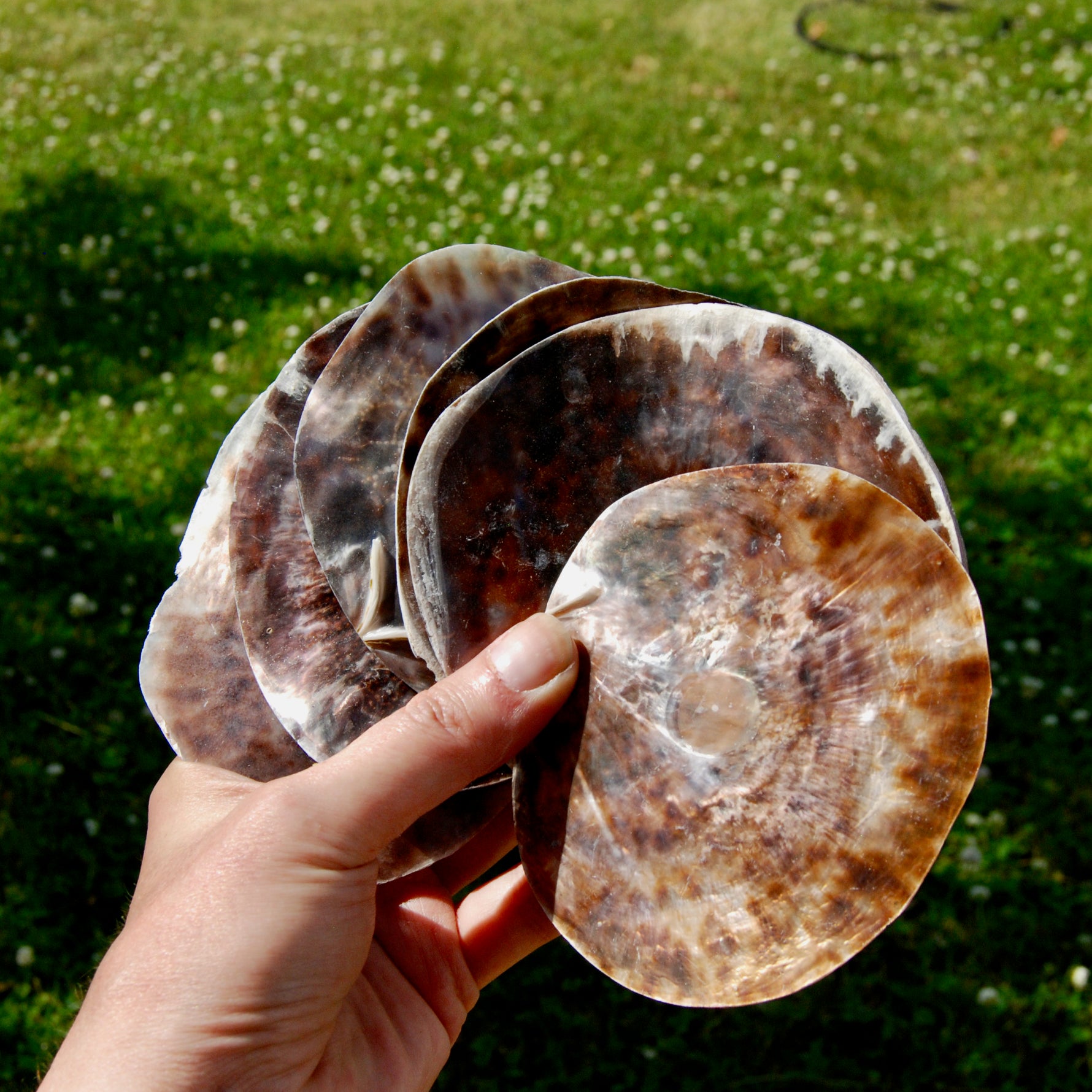 Placuna Cella Shells Raw Capiz Saddle Oyster Seashell