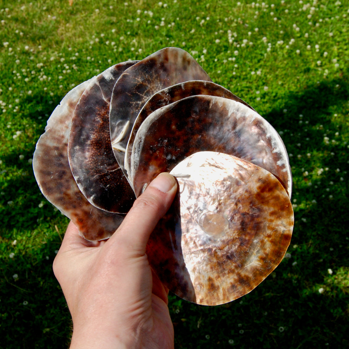 Placuna Cella Shells Raw Capiz Saddle Oyster Seashell