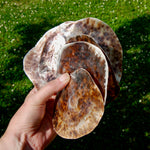 Placuna Cella Shells Raw Capiz Saddle Oyster Seashell