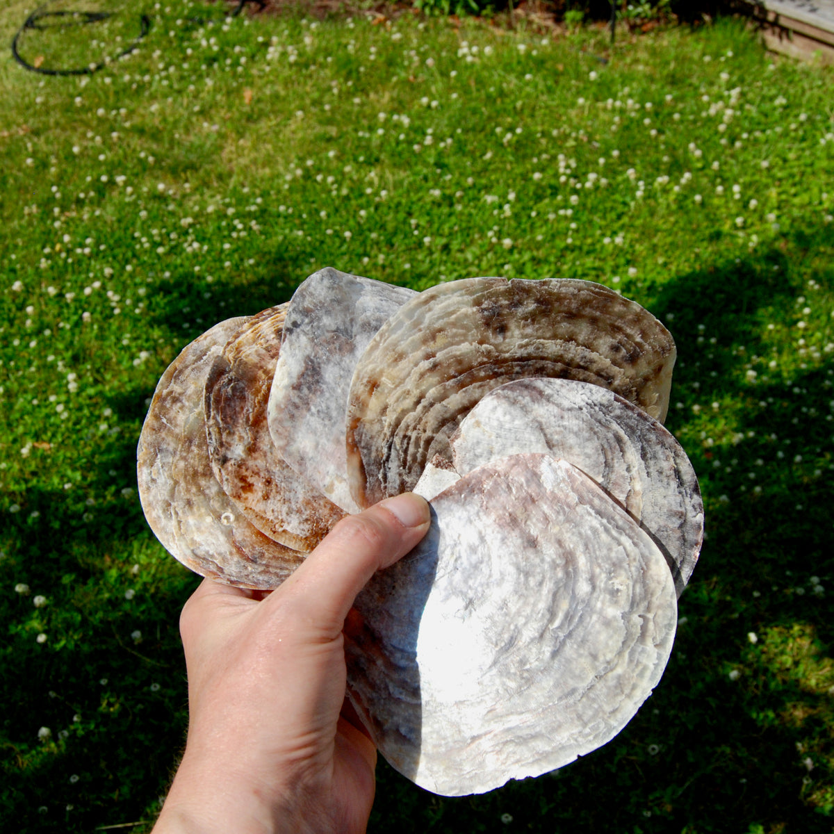 Placuna Cella Shells Raw Capiz Saddle Oyster Seashell
