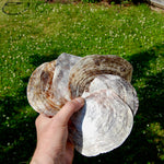 Placuna Cella Shells Raw Capiz Saddle Oyster Seashell