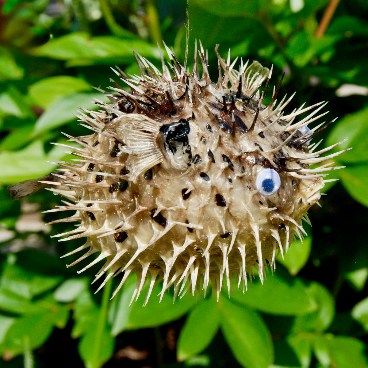 Dried Puffer Fish Specimen, Dried Porcupine Fish Specimen