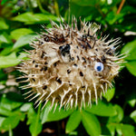 Dried Puffer Fish Specimen, Dried Porcupine Fish Specimen