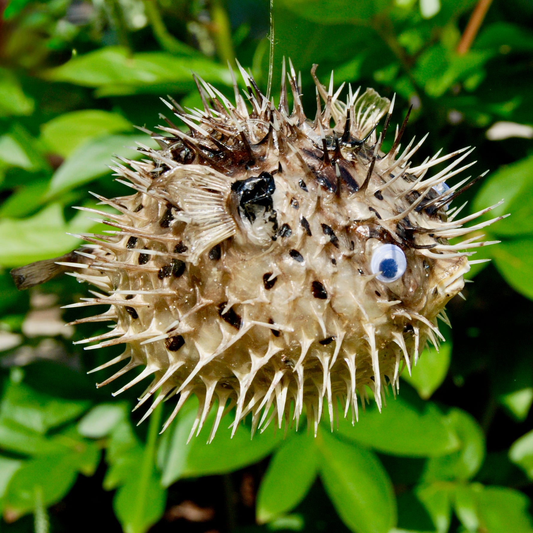 Dried Puffer Fish Specimen, Dried Porcupine Fish Specimen