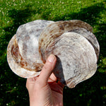 Placuna Cella Shells Raw Capiz Saddle Oyster Seashell