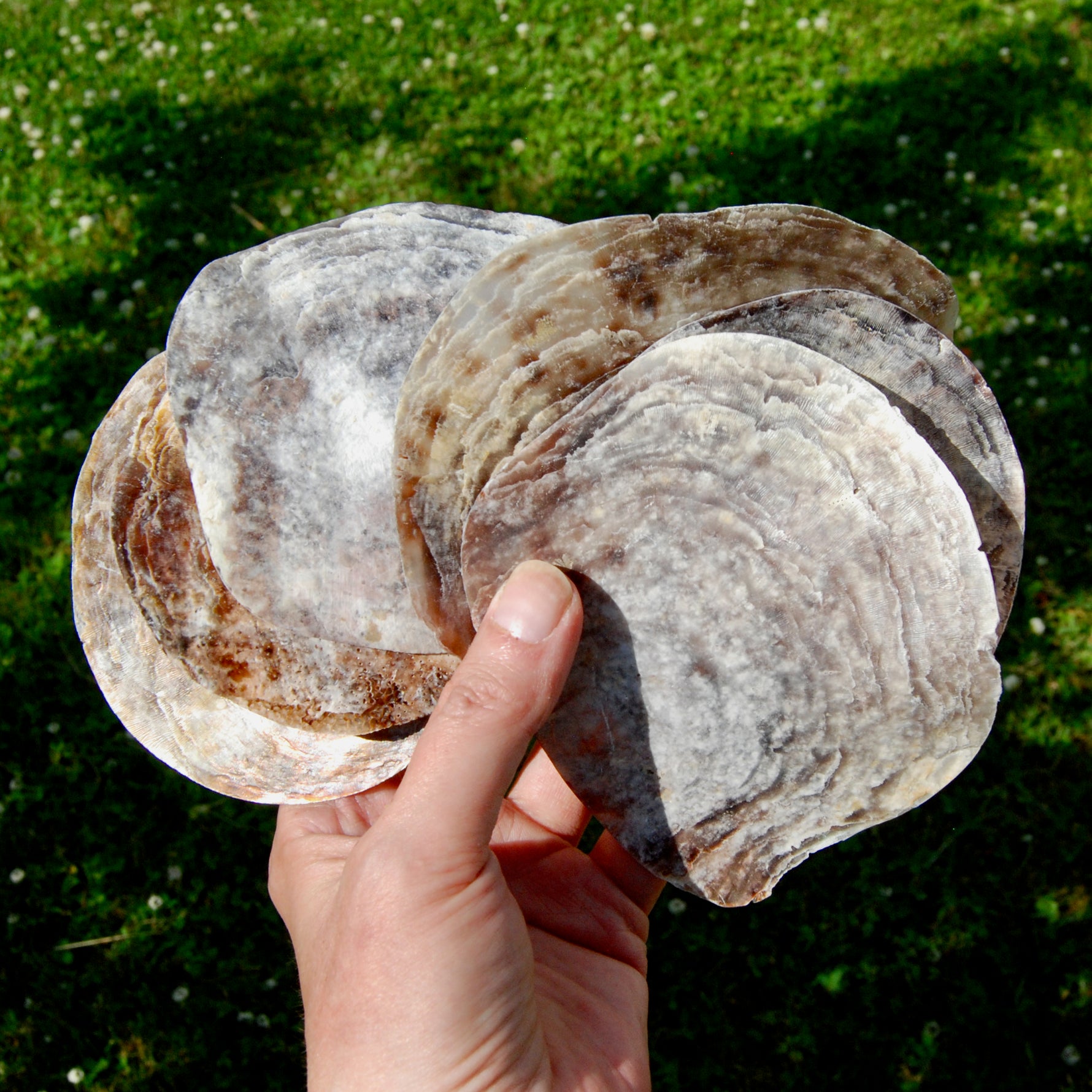 Placuna Cella Shells Raw Capiz Saddle Oyster Seashell