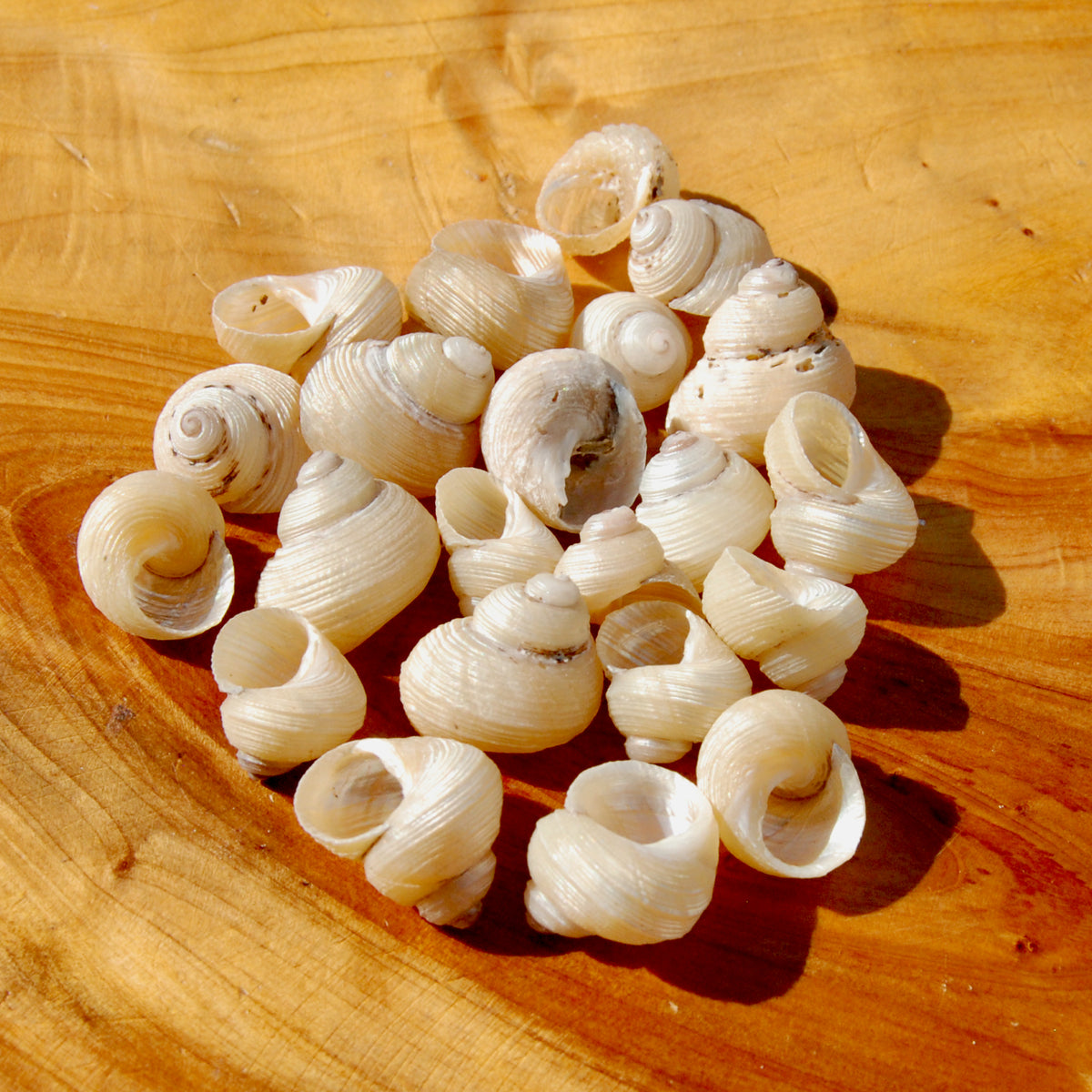 Mini Pearlized Turbo Shells