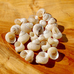 Mini Pearlized Turbo Shells