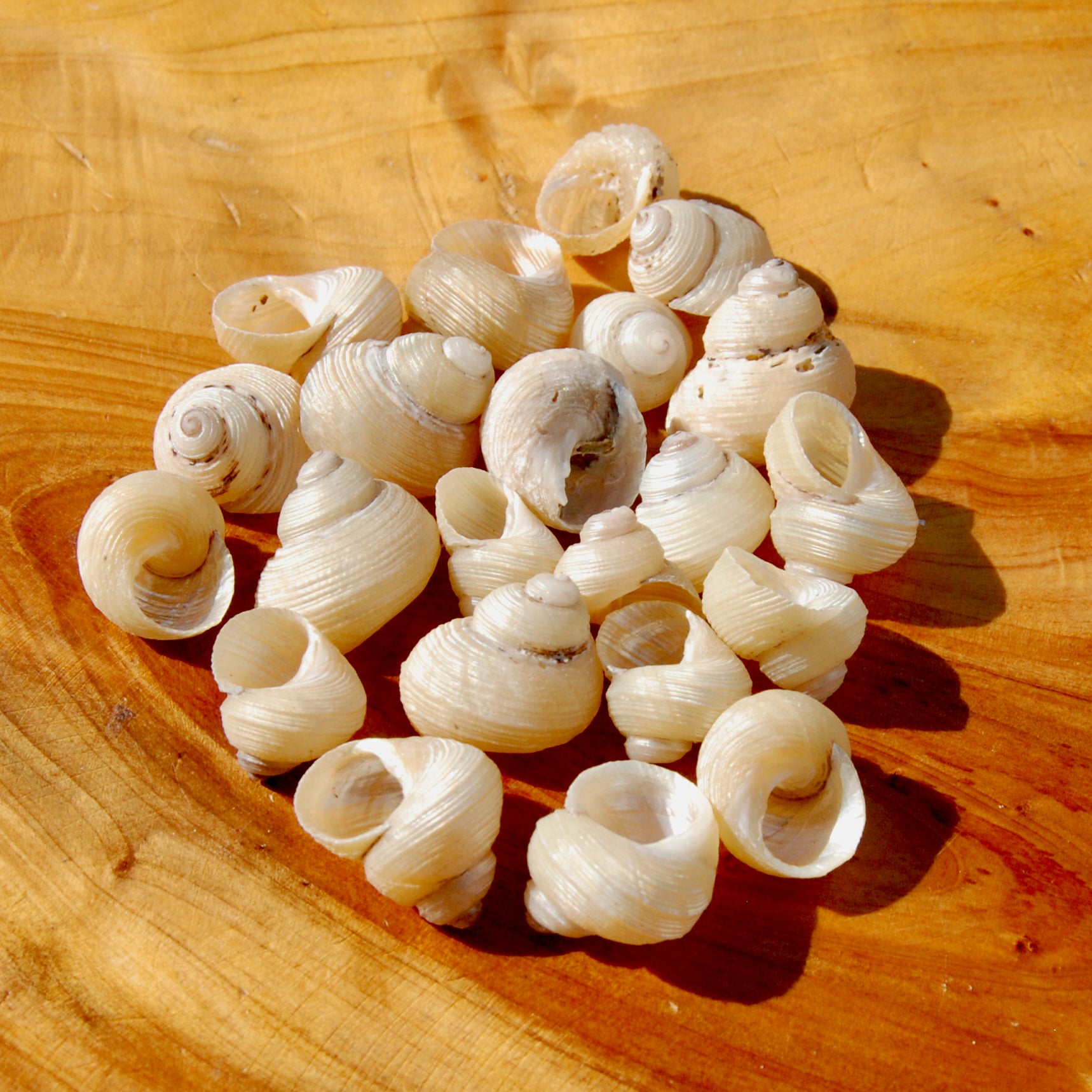 Mini Pearlized Turbo Shells