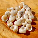 Mini Pearlized Turbo Shells