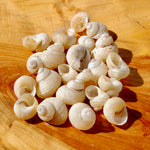 Mini Pearlized Turbo Shells