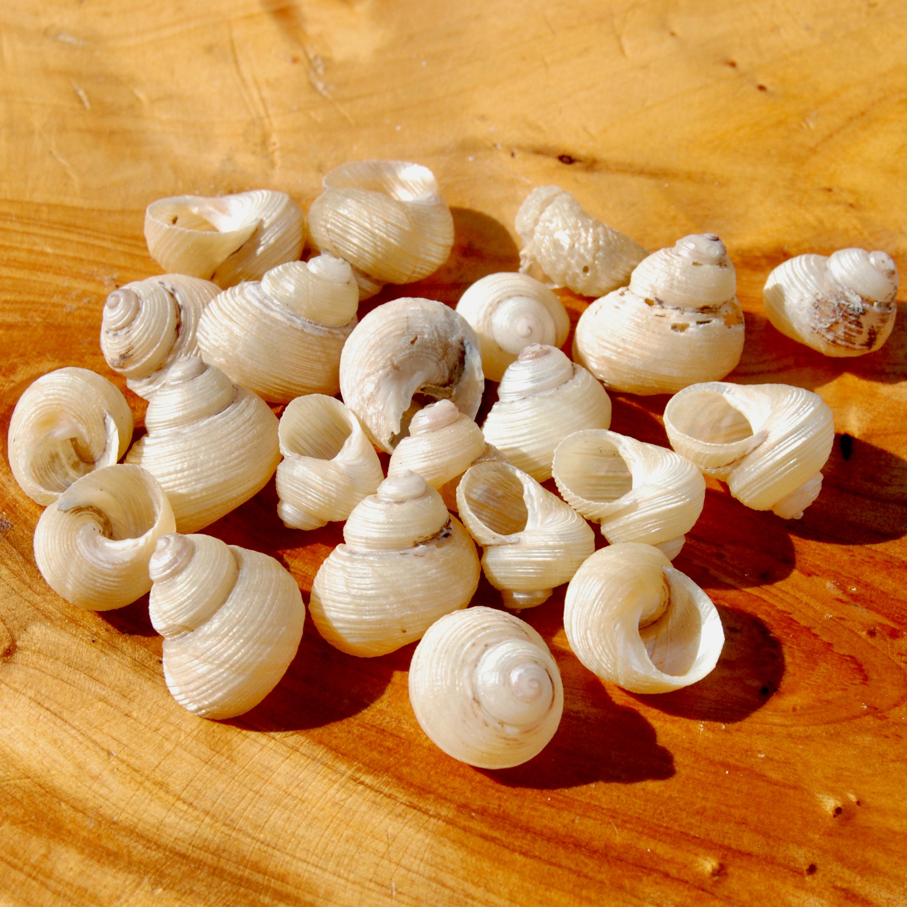 Mini Pearlized Turbo Shells
