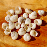 Mini Pearlized Turbo Shells