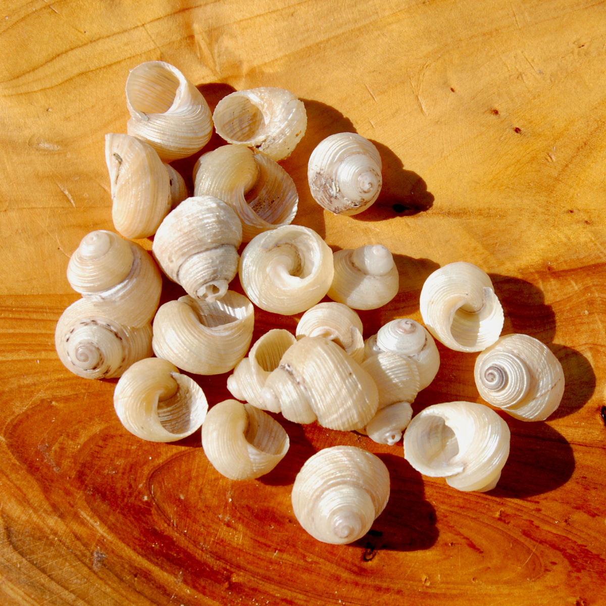 Mini Pearlized Turbo Shells