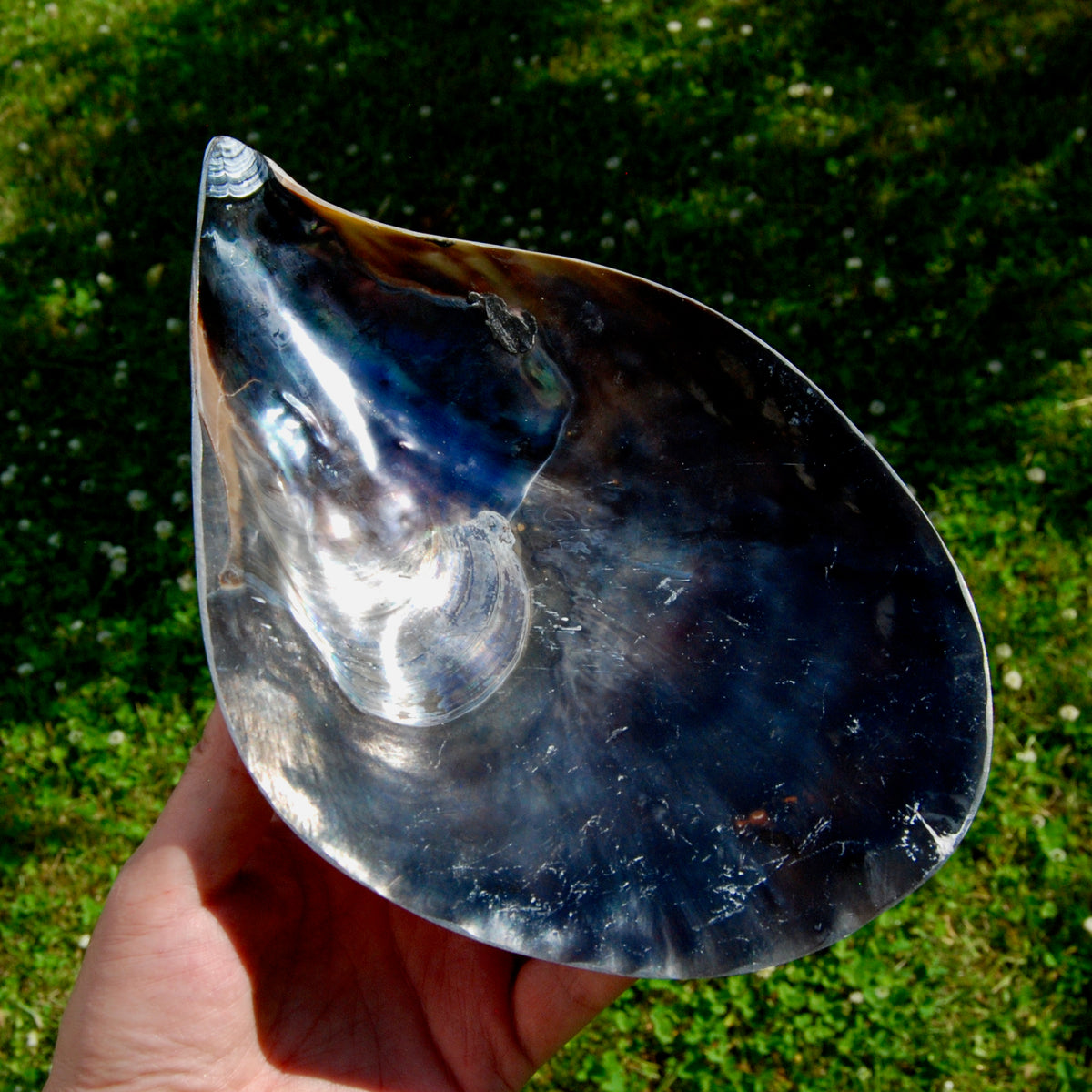 Polished Pen Shell, Pen Seashell