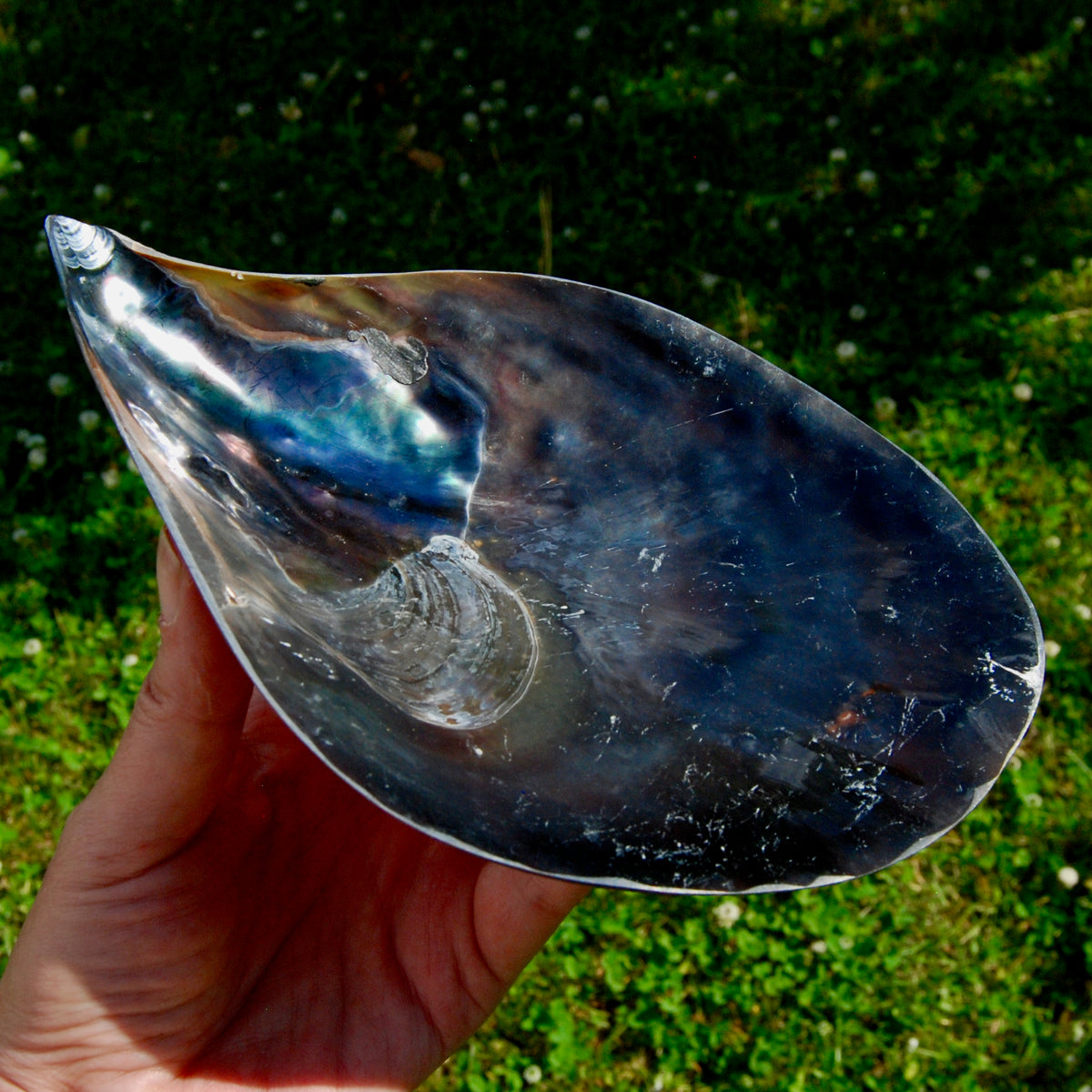 Polished Pen Shell, Pen Seashell