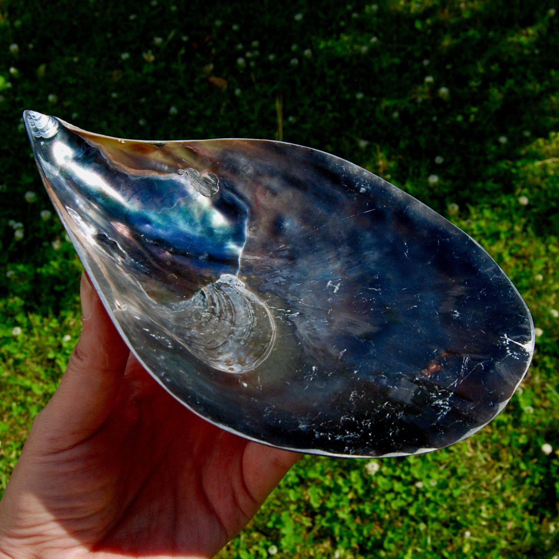 Polished Pen Shell, Pen Seashell