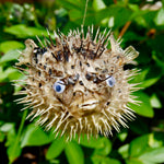 Dried Puffer Fish Specimen, Dried Porcupine Fish Specimen