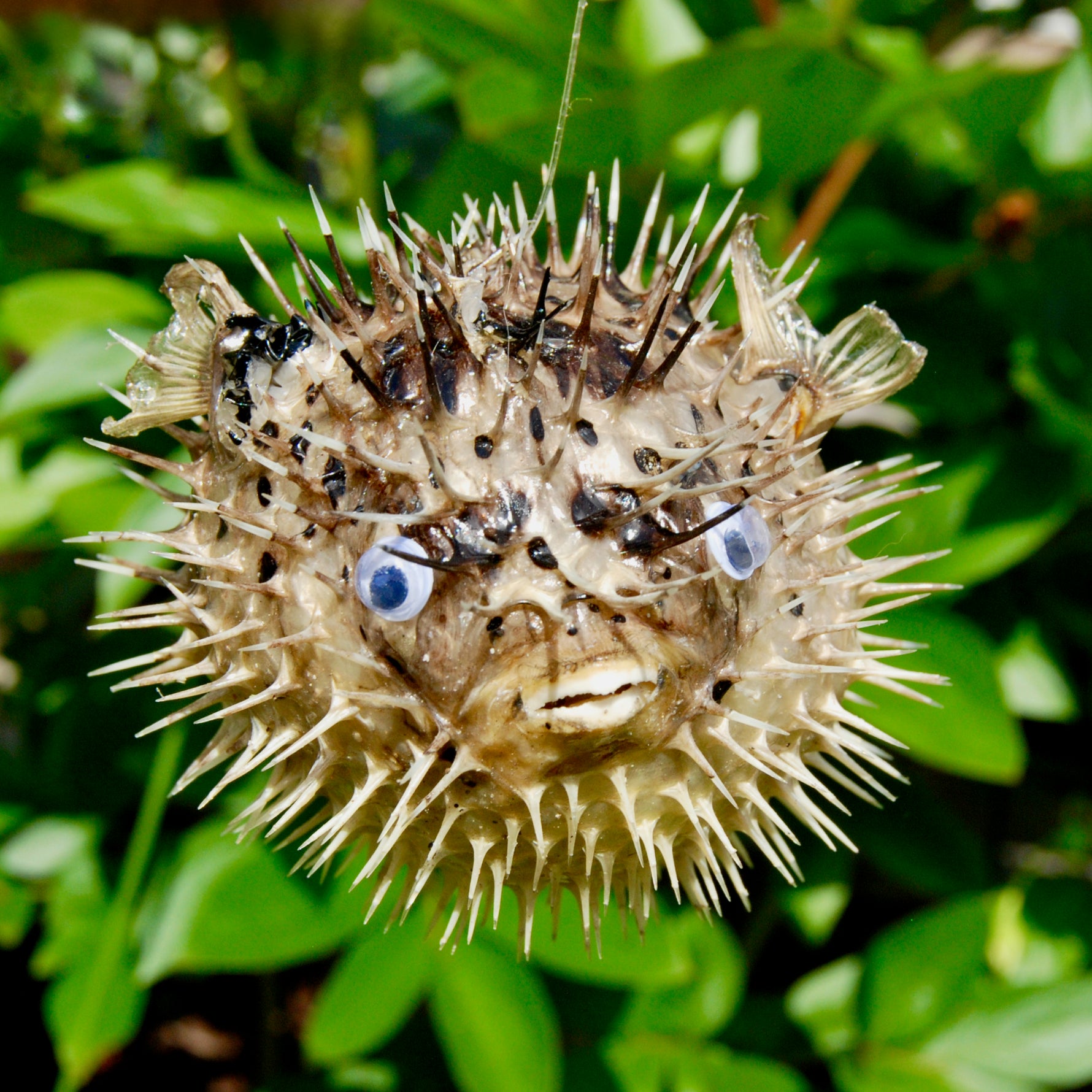 Dried Puffer Fish Specimen, Dried Porcupine Fish Specimen