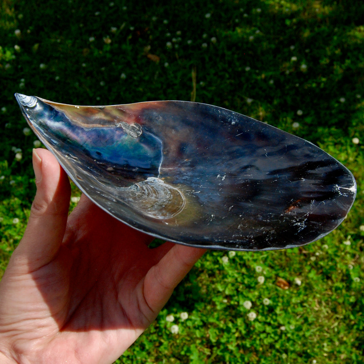 Polished Pen Shell, Pen Seashell