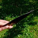 Polished Pen Shell, Pen Seashell