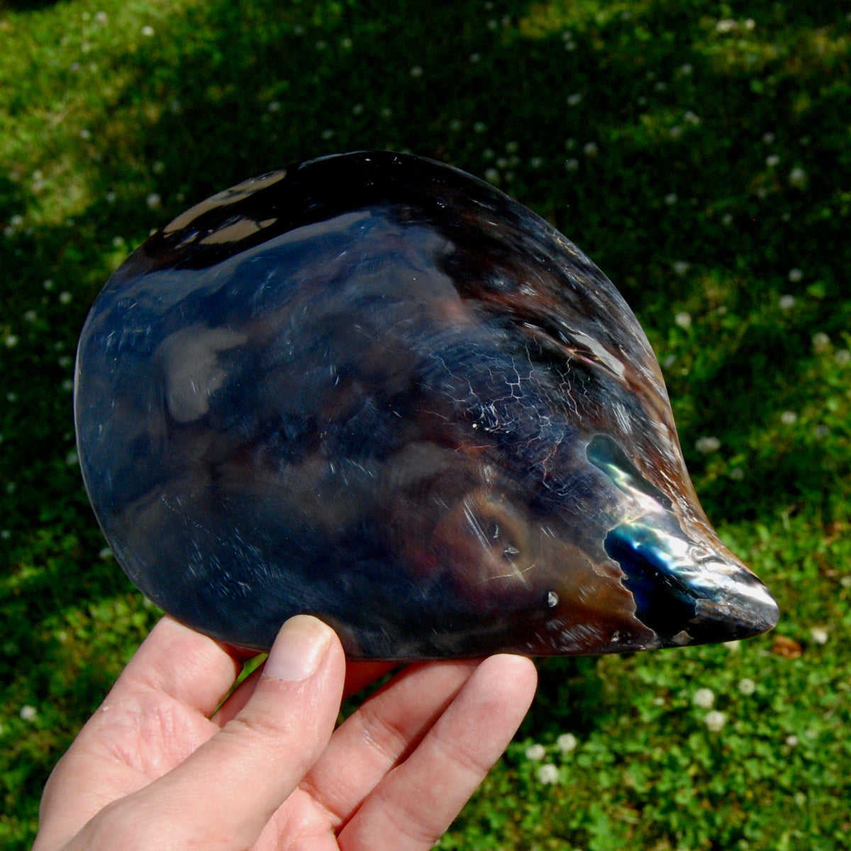 Polished Pen Shell, Pen Seashell