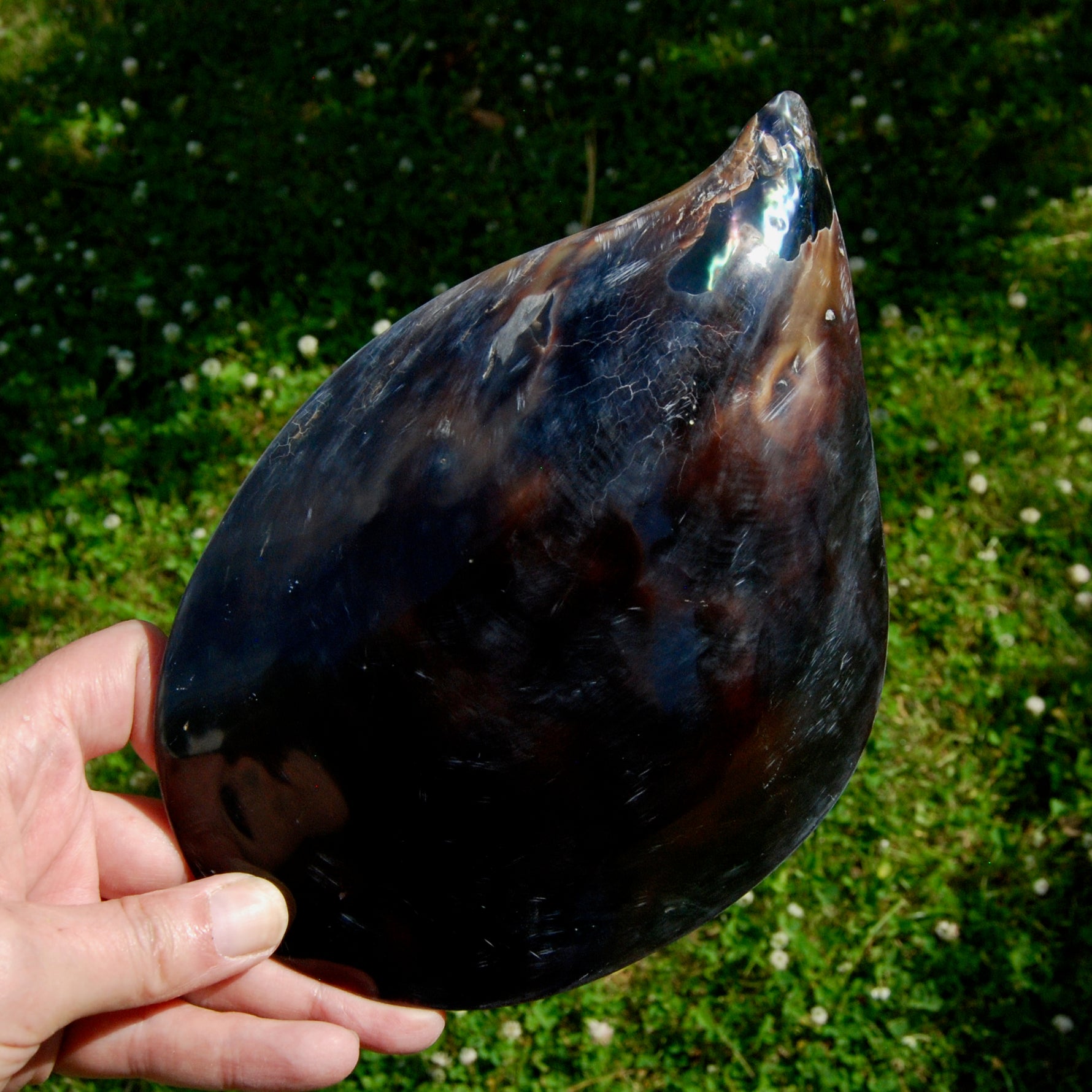 Polished Pen Shell, Pen Seashell