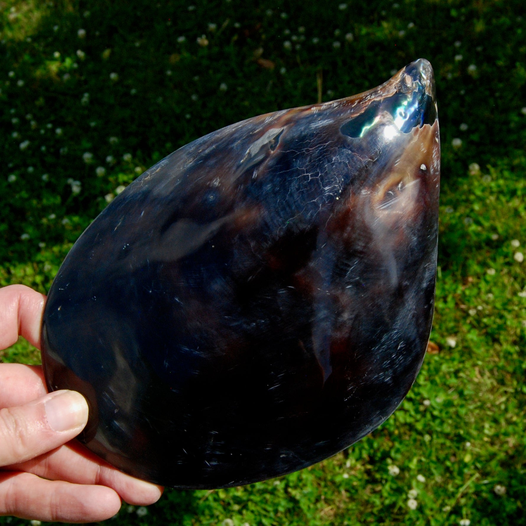 Polished Pen Shell, Pen Seashell