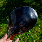 Polished Pen Shell, Pen Seashell