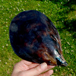 Polished Pen Shell, Pen Seashell