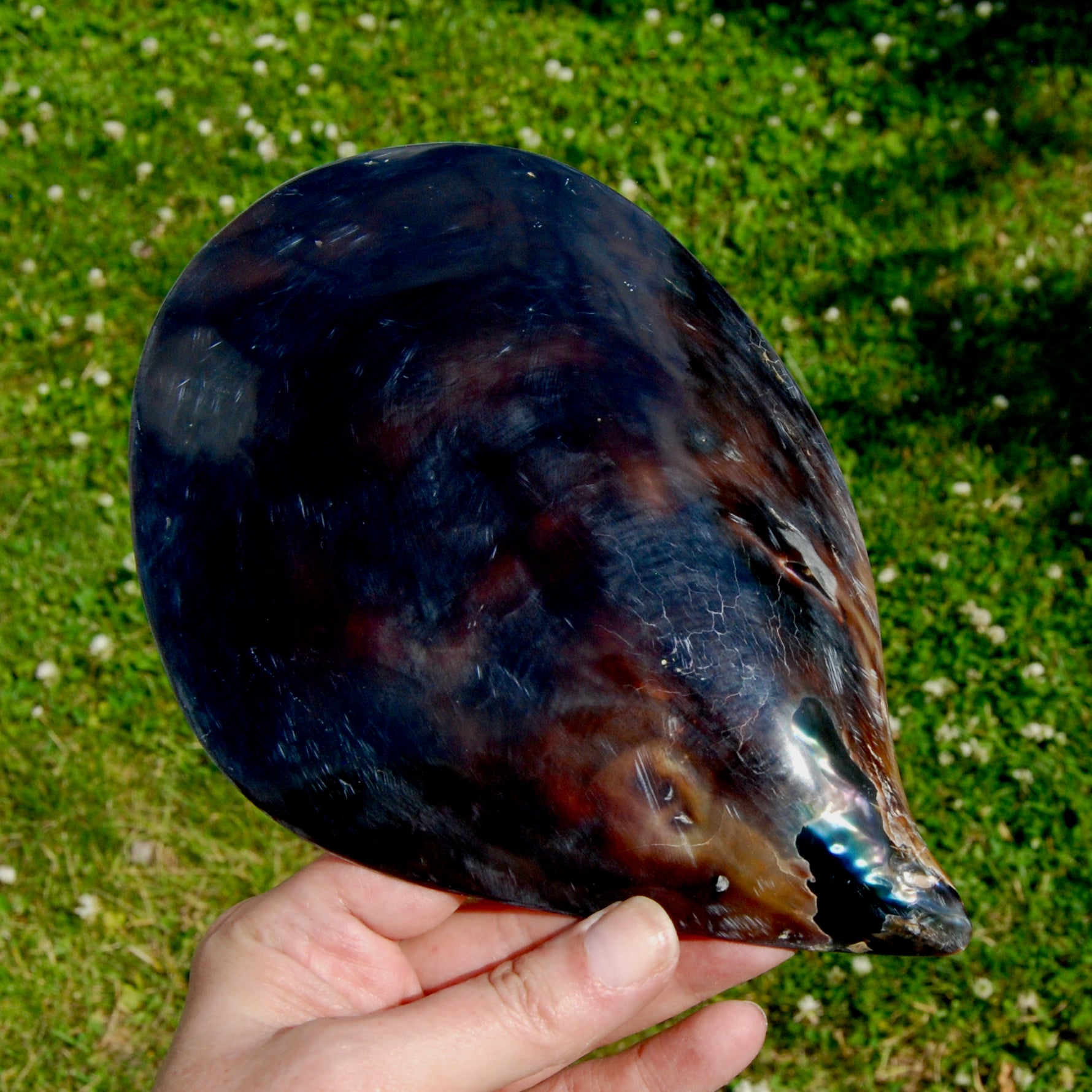 Polished Pen Shell, Pen Seashell