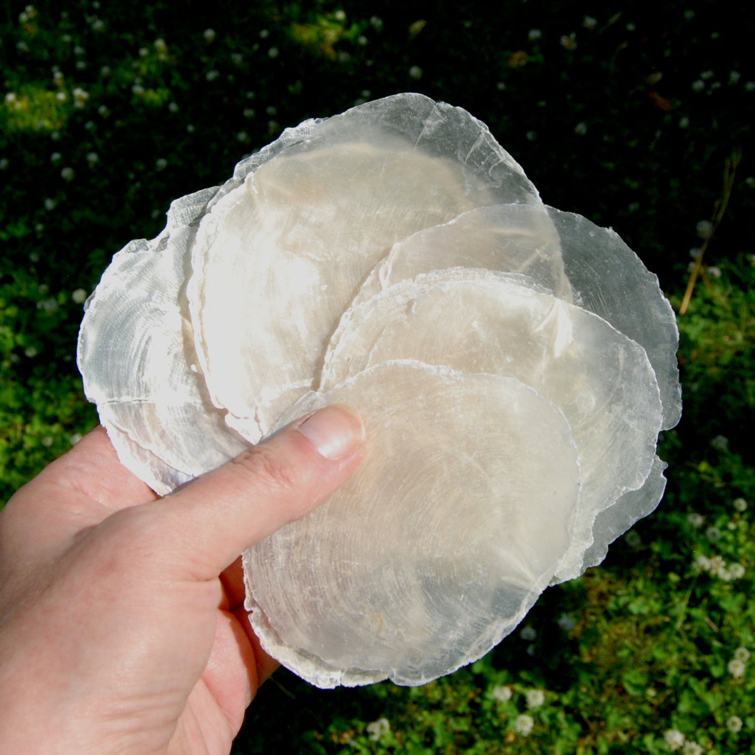 6pcs Raw Capiz Seashells, 3 to 4 inch Shells