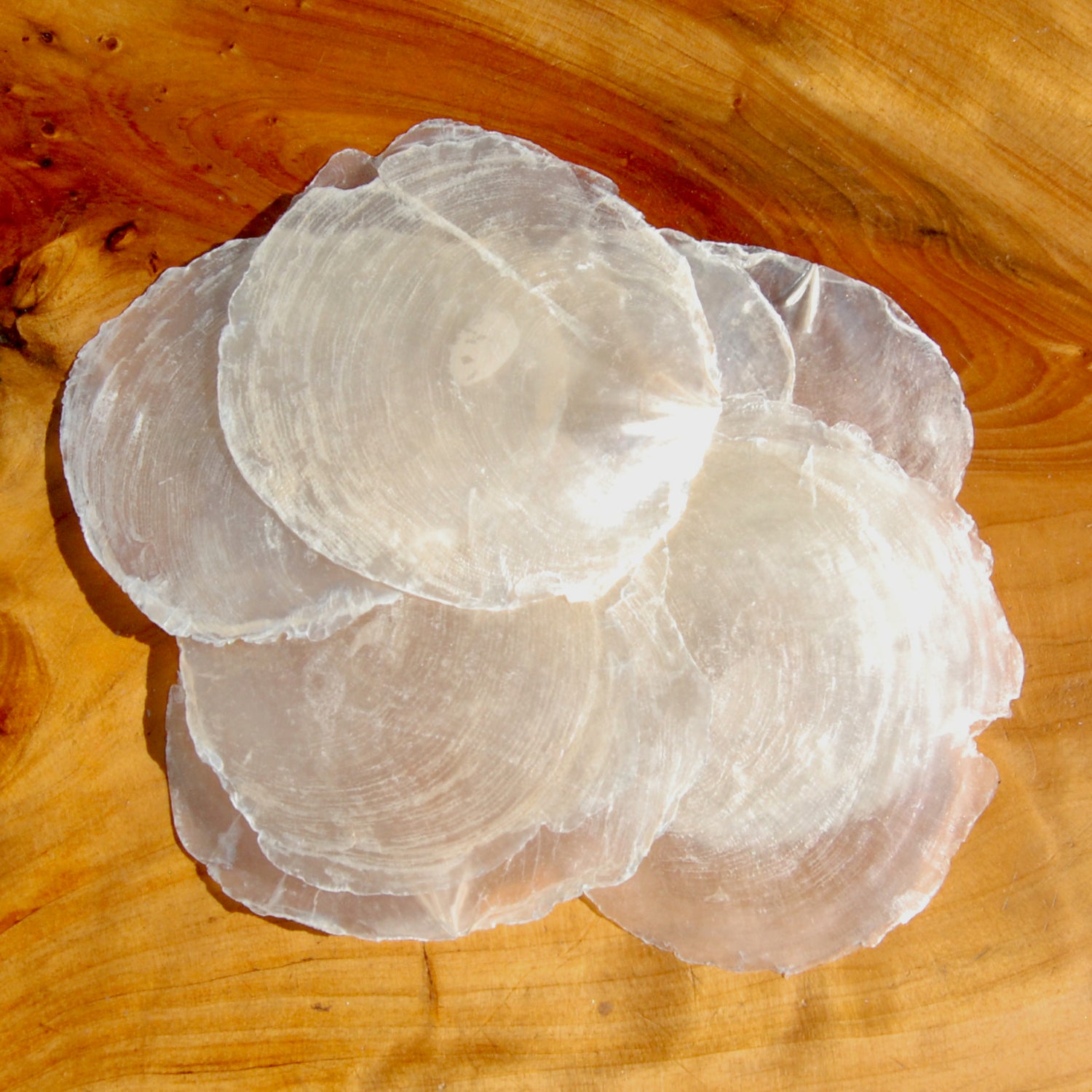6pcs Raw Capiz Seashells, 3 to 4 inch Shells