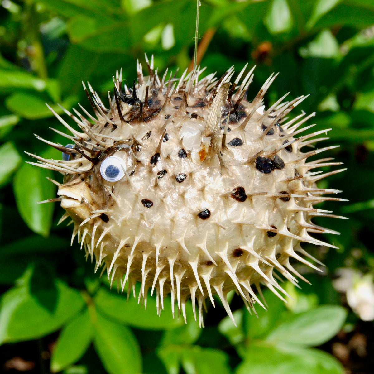 Dried Puffer Fish Specimen, Dried Porcupine Fish Specimen