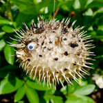 Dried Puffer Fish Specimen, Dried Porcupine Fish Specimen
