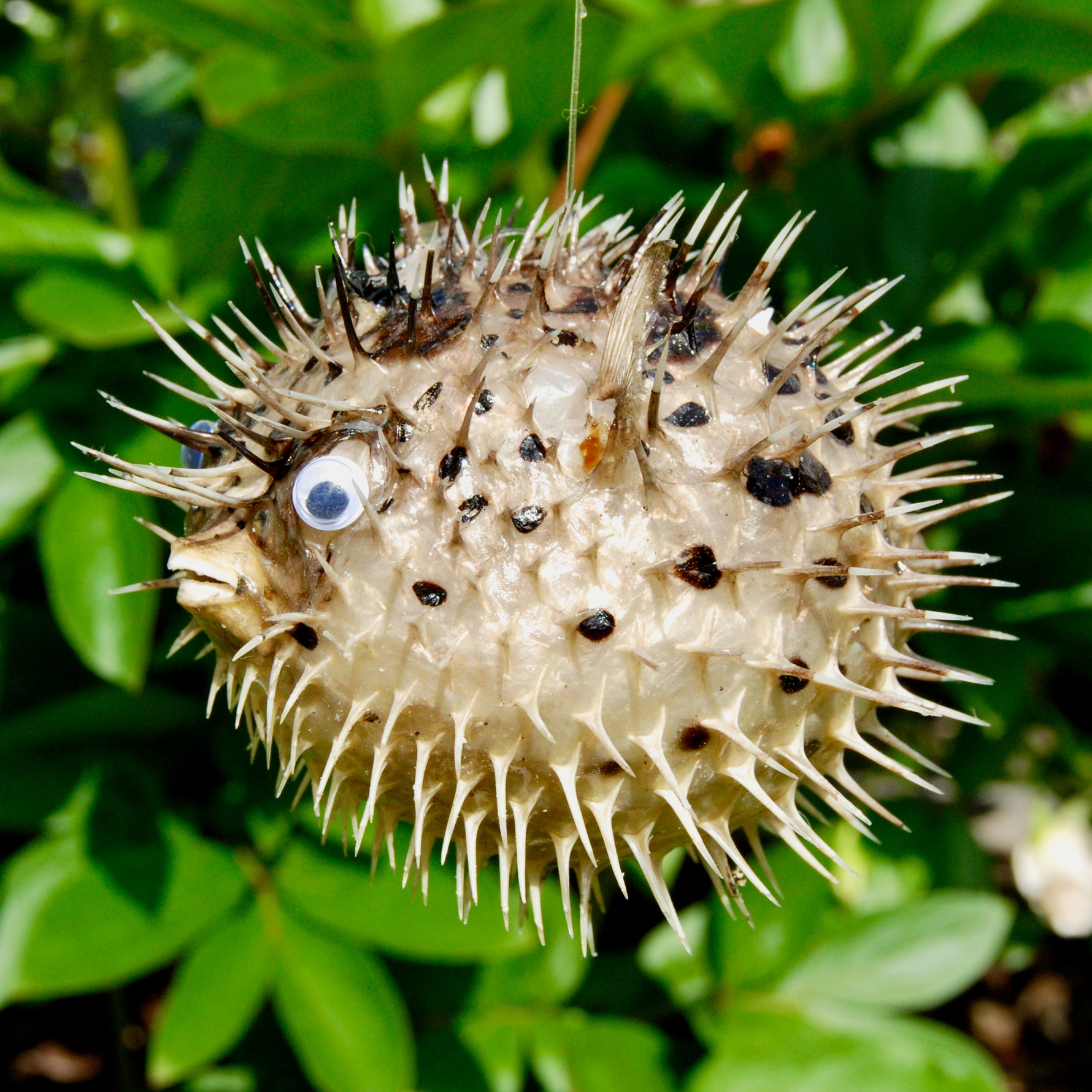 Dried Puffer Fish Specimen, Dried Porcupine Fish Specimen