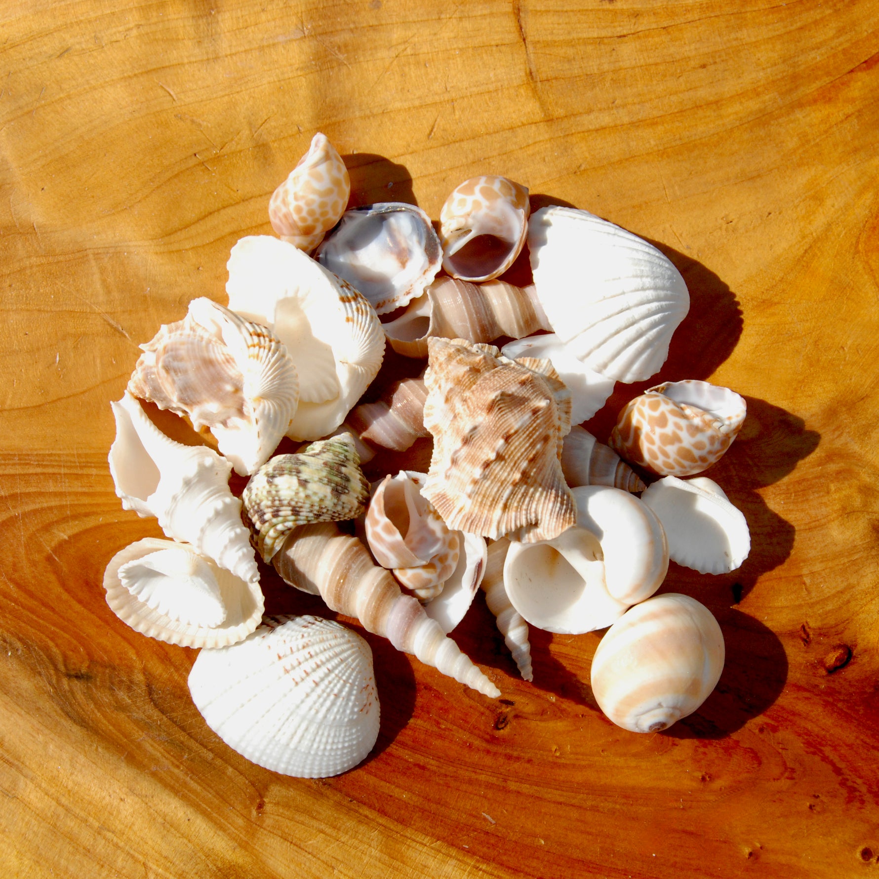 Small Seashell Mix 1-2in 1/4lb Natural Shell Collection