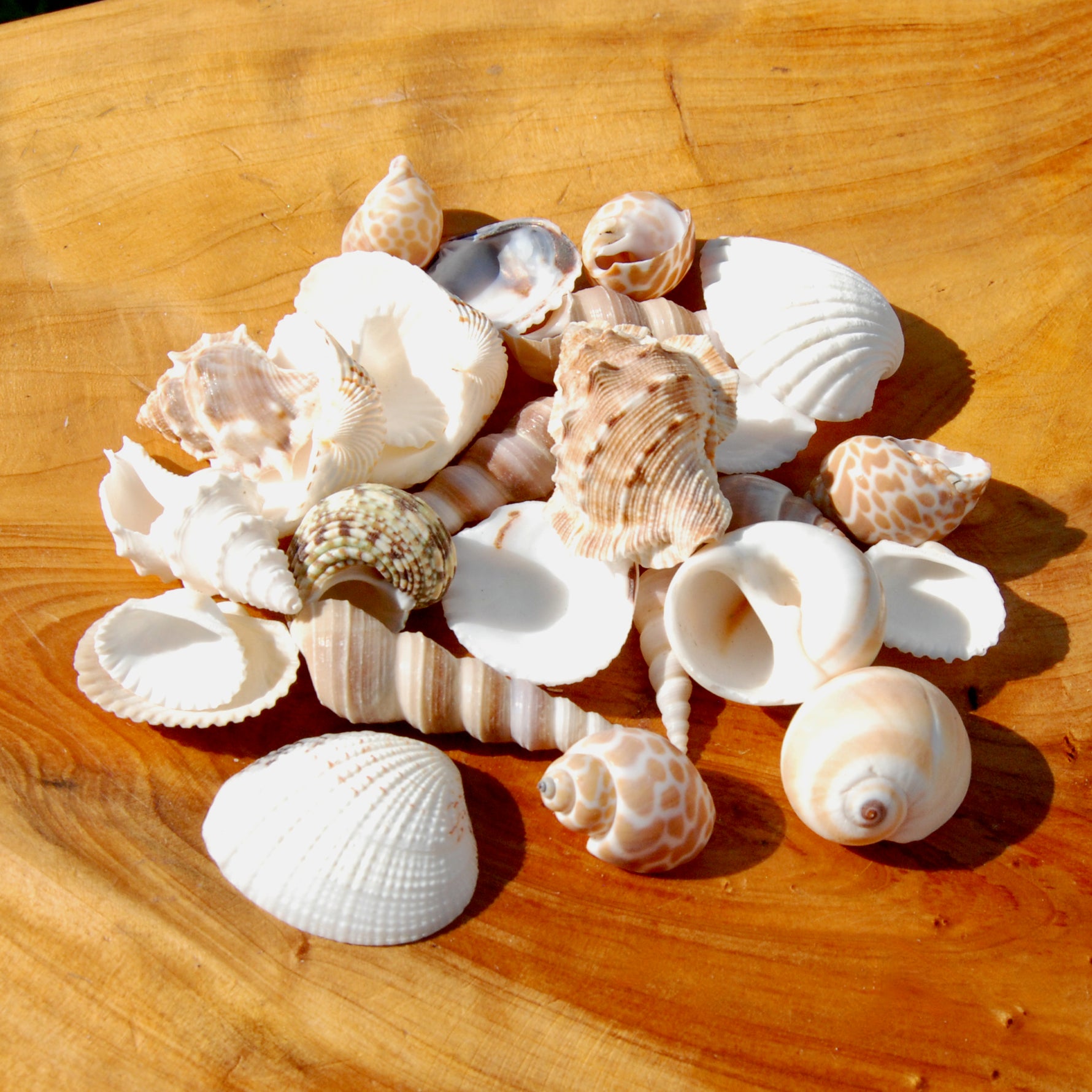 Small Seashell Mix 1-2in 1/4lb Natural Shell Collection