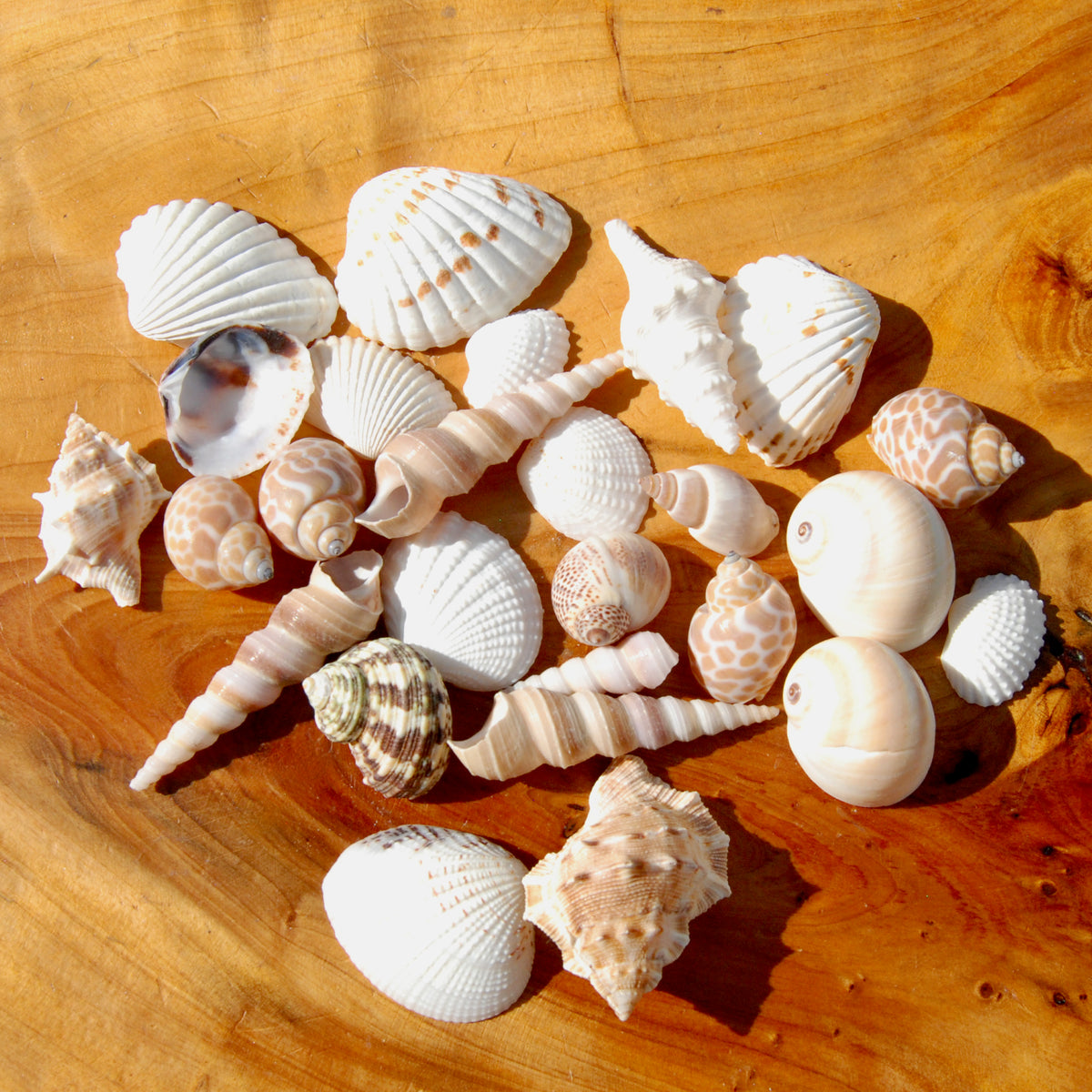 Small Seashell Mix 1-2in 1/4lb Natural Shell Collection
