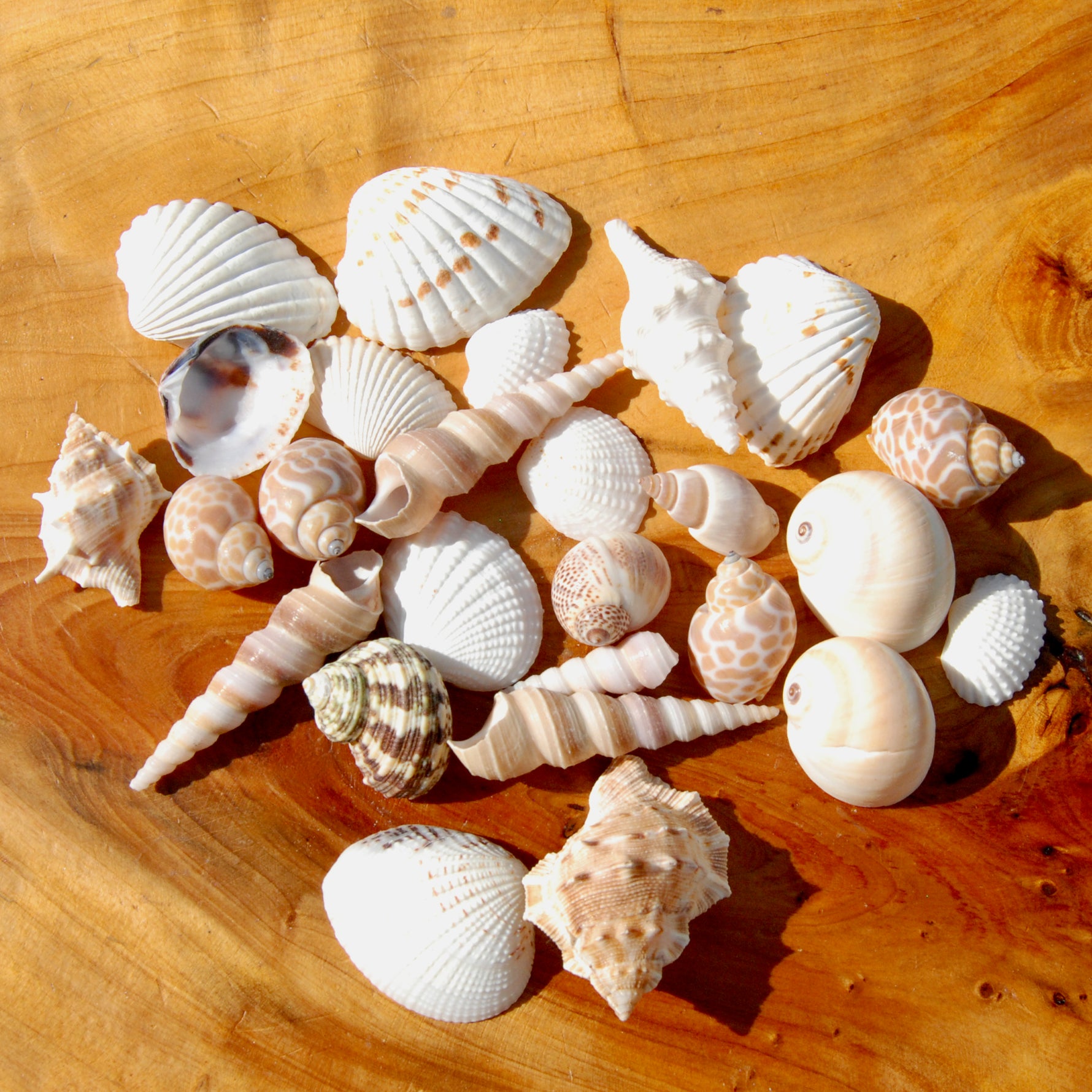 Small Seashell Mix 1-2in 1/4lb Natural Shell Collection