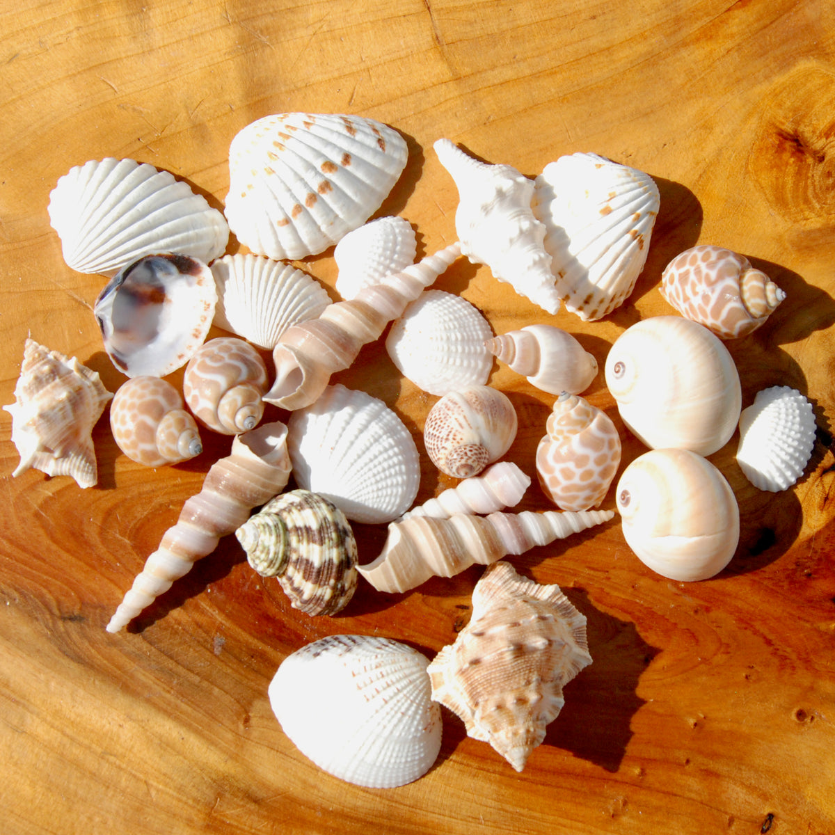 Small Seashell Mix 1-2in 1/4lb Natural Shell Collection