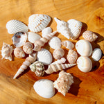 Small Seashell Mix 1-2in 1/4lb Natural Shell Collection