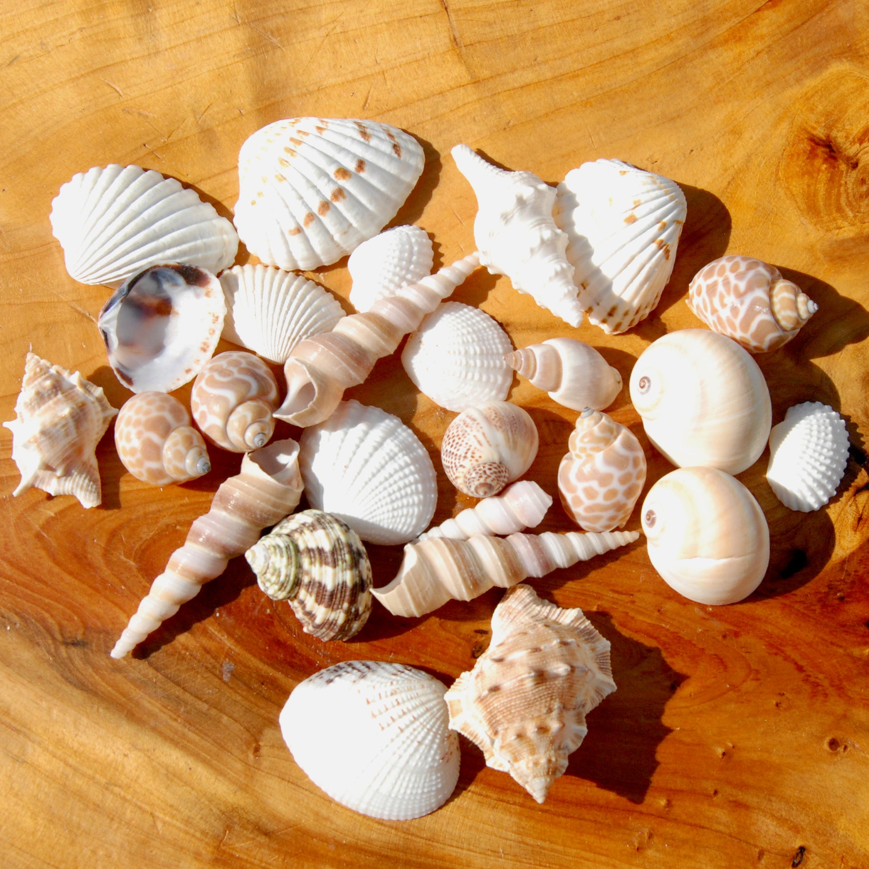 Small Seashell Mix 1-2in 1/4lb Natural Shell Collection