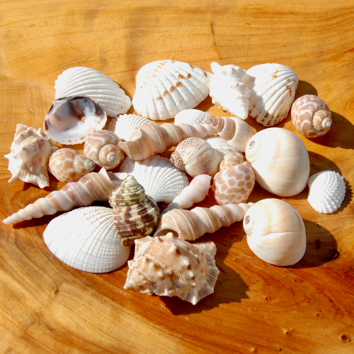 Small Seashell Mix 1-2in 1/4lb Natural Shell Collection
