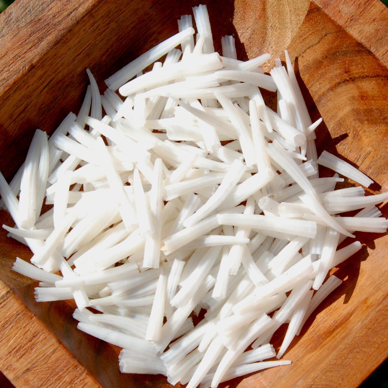 Dentalium Shells, Natural Tusk Shell